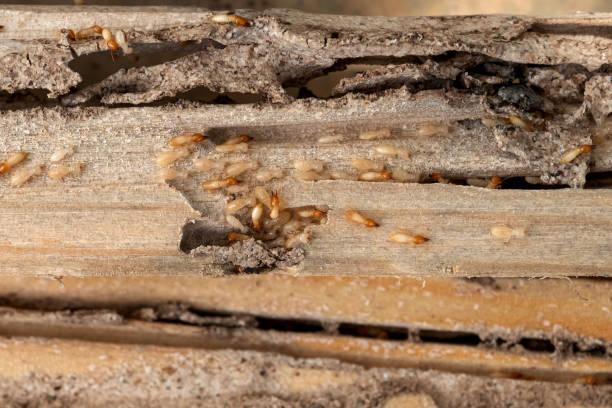Wildlife Control Services in Strum, WI